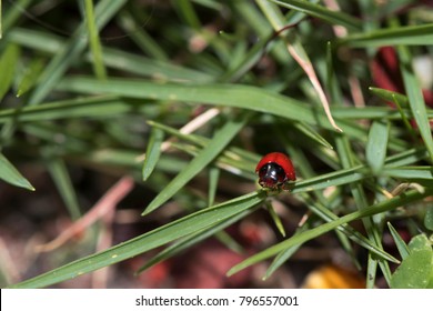 Red tiny isect  wondering in nature