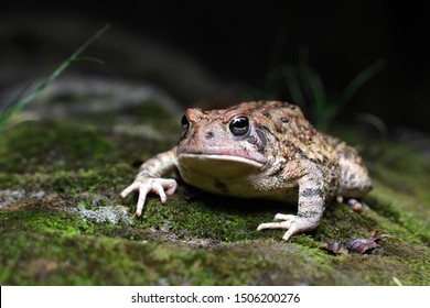 Red toad with a black background after catching several flies. Moss floor.