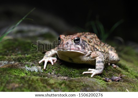 Red toad with a black background after catching several flies. Moss floor.