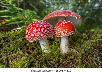 Red toad stools actual name - Fly Agaric (Amanita muscaria) - Shutterstock ID 1529874812