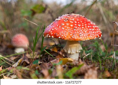 Red toadstool in autumn forest scenery, beautiful but dangerous - Shutterstock ID 116727277