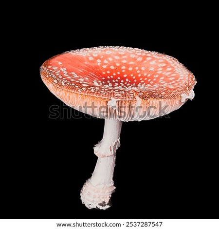 Red toadstool fly agaric autumn