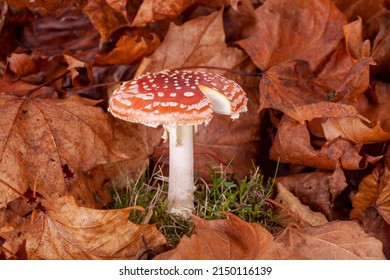 Red toadstool fly agaric growing in autumn leaves close up