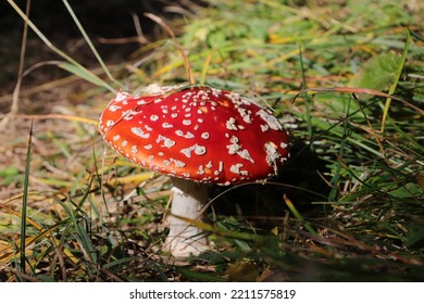 A Red Toadstool In The Forest