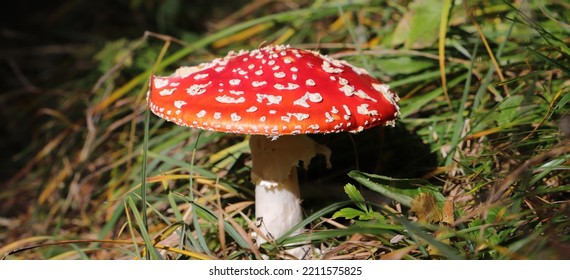 A Red Toadstool In The Forest