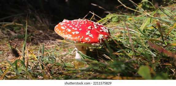 A Red Toadstool In The Forest