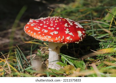 A Red Toadstool In The Forest