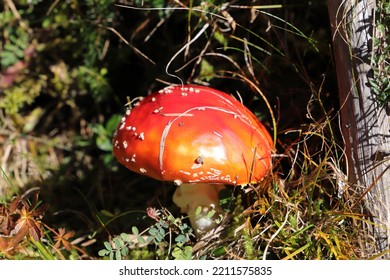 A Red Toadstool In The Forest