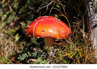 A Red Toadstool In The Forest