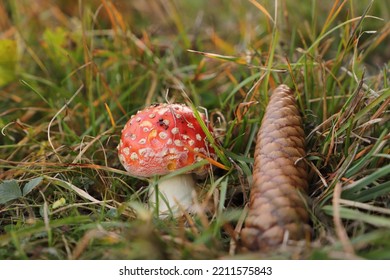 A Red Toadstool In The Forest