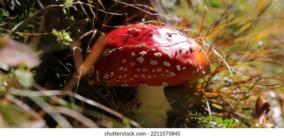 A Red Toadstool In The Forest