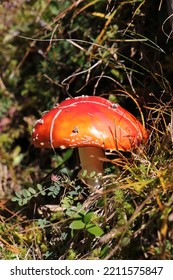 A Red Toadstool In The Forest