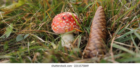 A Red Toadstool In The Forest