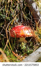 A Red Toadstool In The Forest