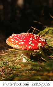 A Red Toadstool In The Forest