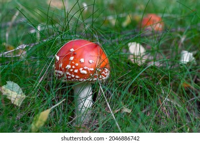 Red toadstool in the green grass with the fallen leaves nearby, forest life