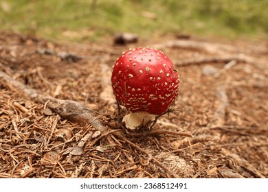 Red toadstool on the forest floor, alone, hiking