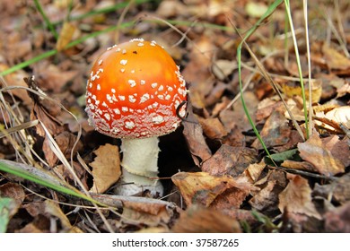 Red toadstool on forest floor