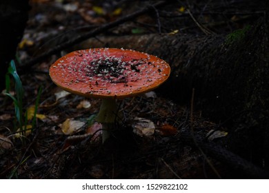 
red toadstool in the Polish forest