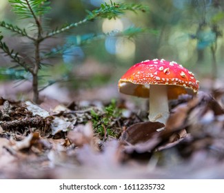 Red toadstool stands alone in the forest.