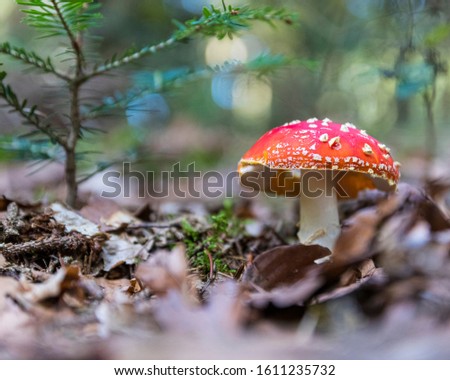 Red toadstool stands alone in the forest.