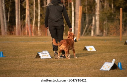 Red Toller Enjoying Rally Obedience Training