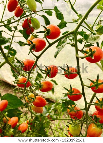 Similar – Tomaten, die auf Reben im Gewächshaus wachsen.