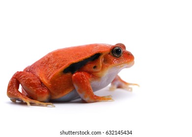 Red Tomato Frog Isolated On White Stock Photo 632145434 | Shutterstock