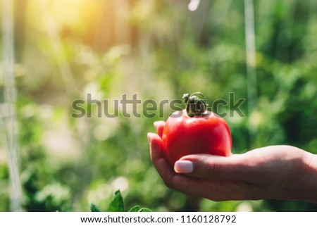 Red tomato held by woman's hand in the greenhouse. Close-up.