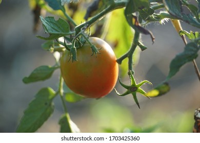 red tomato plants with green leaves
