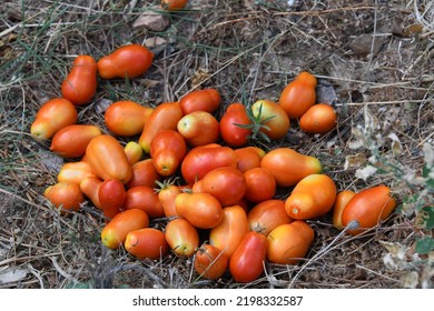 Red Tomatoes In Alicante Province, Spain