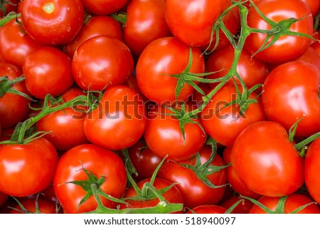 red tomatoes background. Group of tomatoes