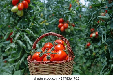 Red tomatoes in a basket in the greenhouse. Tomato harvest. - Powered by Shutterstock