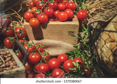 After Fresh Garden Tomato Images Stock Photos Vectors