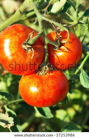 Similar – Rote Tomate und gelbe Tomate