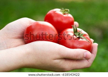 Similar – Tomatenernte, Mann mit frischen Tomaten