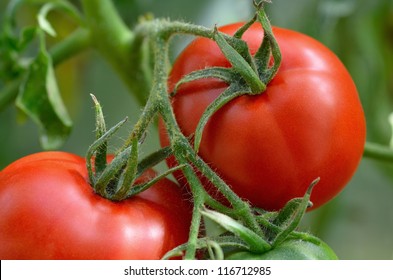 Rote Tomaten im Garten. Schwache Feldtiefe.