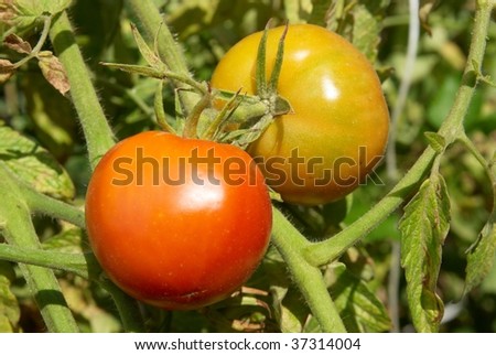 Similar – Rote Tomate und gelbe Tomate