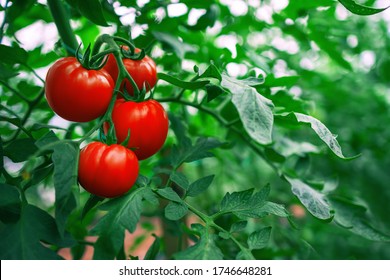 Red Tomatoes in a Greenhouse. Horticulture. Vegetables. 