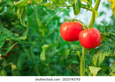 Red Tomatoes In A Greenhouse. Horticulture. Vegetables. 