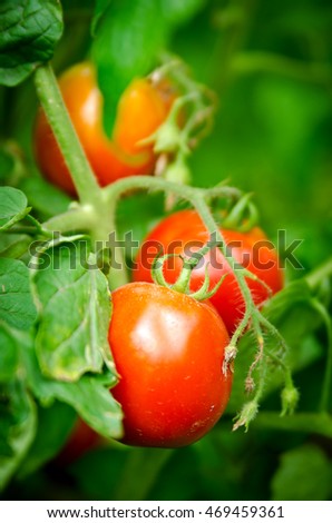 Similar – Tomaten, die auf Reben im Gewächshaus wachsen.