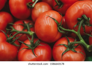 
red tomatoes on a branch close up view