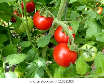 Red Tomatoes On The Vine