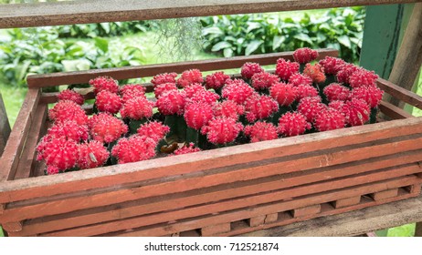 Red Top Cacti In Wooden Milk Crate, Wide-screen