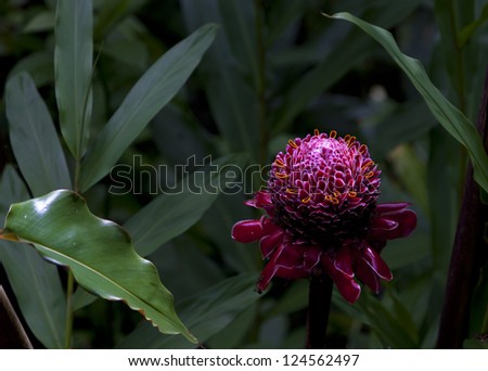 Red Torch Ginger flower: Etlingera elatior,