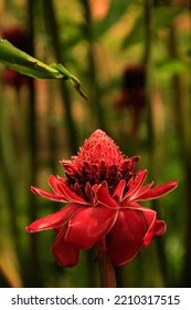 Red Torch Ginger Flower, Portrait Format