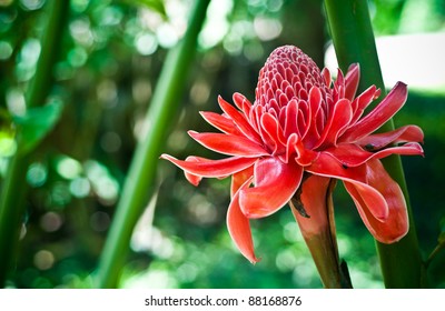 Red Torch Ginger Local Flower