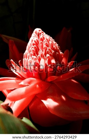 Red torch ginger petals with dramatic lighting and dark background, creating an abstract tropical floral composition rich in texture and color