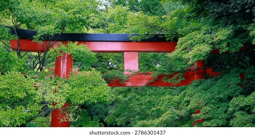 Red torii gate surrounded by lush green maple trees at Kamigamo shrine, Kyoto, Japan