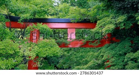 Red torii gate surrounded by lush green maple trees at Kamigamo shrine, Kyoto, Japan